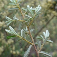 Pomaderris angustifolia at Stromlo, ACT - 24 Oct 2022 04:02 PM