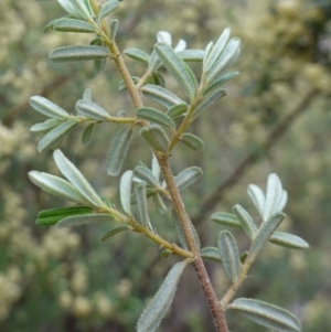 Pomaderris angustifolia at Stromlo, ACT - 24 Oct 2022 04:02 PM