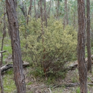 Pomaderris angustifolia at Stromlo, ACT - 24 Oct 2022 04:02 PM