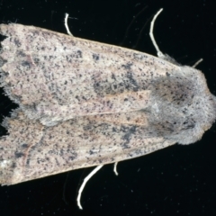 Pantydia (genus) (An Erebid moth) at Ainslie, ACT - 24 Oct 2022 by jb2602