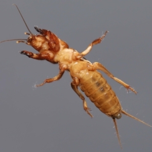 Gryllotalpa sp. (genus) at Evatt, ACT - 22 Oct 2022 04:36 PM