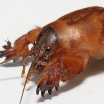 Gryllotalpa sp. (genus) (Mole Cricket) at Evatt, ACT - 22 Oct 2022 by TimL