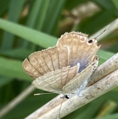 Lampides boeticus (Long-tailed Pea-blue) at Curtin, ACT - 24 Oct 2022 by RAllen