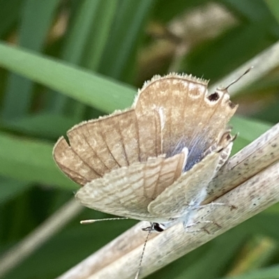 Lampides boeticus (Long-tailed Pea-blue) at Curtin, ACT - 24 Oct 2022 by RAllen