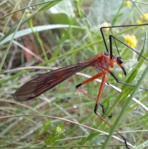 Harpobittacus australis at Coree, ACT - 26 Oct 2022 08:00 AM