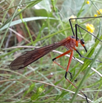 Harpobittacus australis (Hangingfly) at Woodstock Nature Reserve - 25 Oct 2022 by Jimmyjamjimbles