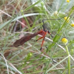 Harpobittacus australis at Coree, ACT - 26 Oct 2022 08:00 AM