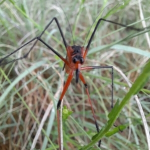 Harpobittacus australis at Coree, ACT - 26 Oct 2022 08:00 AM