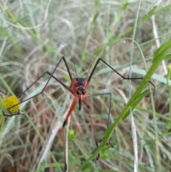 Harpobittacus australis at Coree, ACT - 26 Oct 2022 08:00 AM