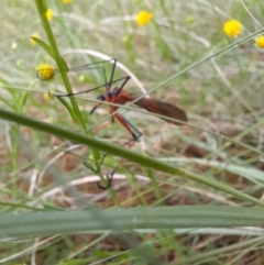 Harpobittacus australis at Coree, ACT - 26 Oct 2022 08:00 AM