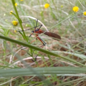 Harpobittacus australis at Coree, ACT - 26 Oct 2022 08:00 AM