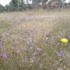 Arthropodium fimbriatum at Throsby, ACT - 6 Dec 2021