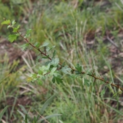 Crataegus monogyna (Hawthorn) at Molonglo Valley, ACT - 21 Oct 2022 by RAllen