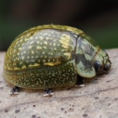 Paropsisterna cloelia (Eucalyptus variegated beetle) at Macarthur, ACT - 23 Oct 2022 by RAllen