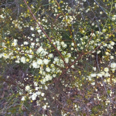 Acacia genistifolia (Early Wattle) at Jerrabomberra, NSW - 5 Jun 2022 by rieteklis