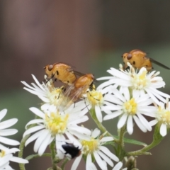 Sapromyza sp. (genus) (A lauxaniid fly) at Paddys River, ACT - 20 Oct 2022 by RAllen