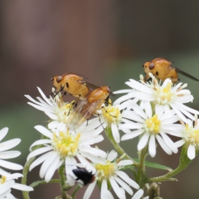 Sapromyza sp. (genus) (A lauxaniid fly) at Tidbinbilla Nature Reserve - 20 Oct 2022 by RAllen