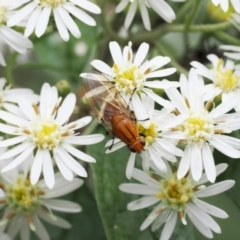 Sapromyza sp. (genus) at Paddys River, ACT - 20 Oct 2022