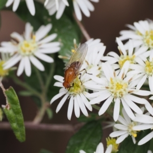 Sapromyza sp. (genus) at Paddys River, ACT - 20 Oct 2022