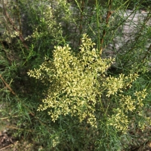 Cassinia quinquefaria at Wamboin, NSW - 19 Feb 2021