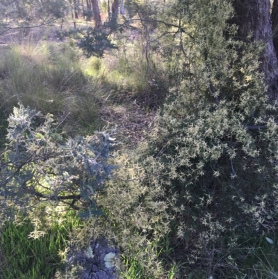 Clematis leptophylla (Small-leaf Clematis, Old Man's Beard) at Wamboin, NSW - 14 Sep 2021 by Devesons