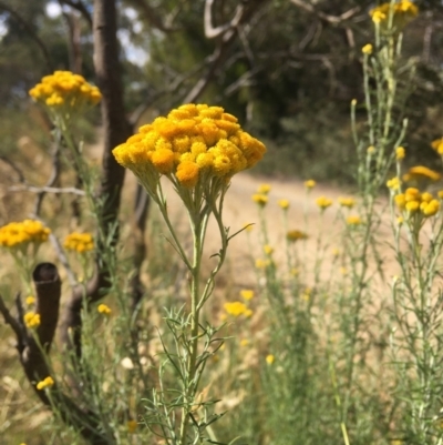 Chrysocephalum semipapposum (Clustered Everlasting) at Wamboin, NSW - 3 Jan 2021 by Devesons