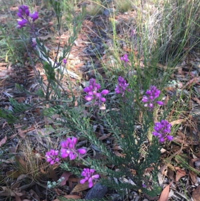 Comesperma ericinum (Heath Milkwort) at Wamboin, NSW - 10 Jan 2021 by Devesons