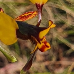 Diuris pardina (Leopard Doubletail) at Gundaroo, NSW - 17 Oct 2022 by Gunyijan