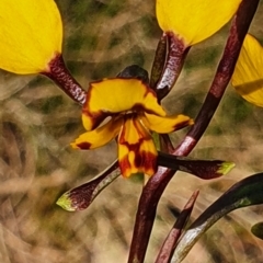 Diuris pardina at Gundaroo, NSW - suppressed