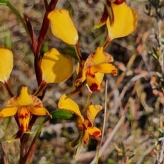 Diuris pardina at Gundaroo, NSW - suppressed