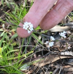 Leucopogon virgatus (Common Beard-heath) at Wamboin, NSW - 14 Sep 2021 by Devesons