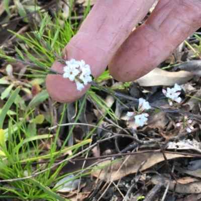 Leucopogon virgatus (Common Beard-heath) at Wamboin, NSW - 14 Sep 2021 by Devesons