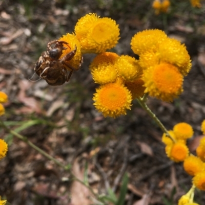 Chrysocephalum apiculatum (Common Everlasting) at Wamboin, NSW - 10 Nov 2020 by Devesons