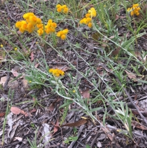 Chrysocephalum apiculatum at Wamboin, NSW - 10 Nov 2020