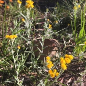 Chrysocephalum apiculatum at Wamboin, NSW - 10 Nov 2020