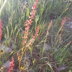 Rumex acetosella (Sheep Sorrel) at Gundaroo, NSW - 17 Oct 2022 by Gunyijan