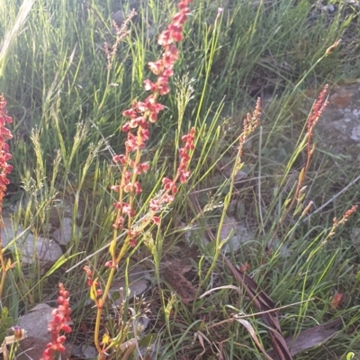 Rumex acetosella (Sheep Sorrel) at Gundaroo, NSW - 17 Oct 2022 by Gunyijan