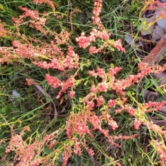 Rumex acetosella at Gundaroo, NSW - 17 Oct 2022