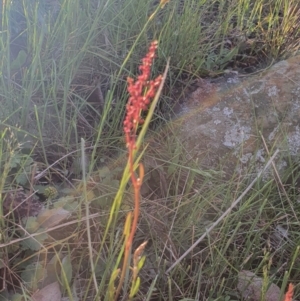 Rumex acetosella at Gundaroo, NSW - 17 Oct 2022