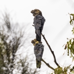 Calyptorhynchus lathami (Glossy Black-Cockatoo) at Mount Majura - 25 Oct 2022 by RangerRiley