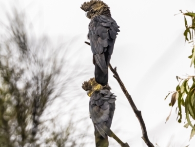 Calyptorhynchus lathami lathami (Glossy Black-Cockatoo) at Watson, ACT - 26 Oct 2022 by RangerRiley