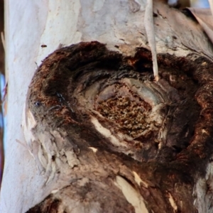 Apis mellifera at Hughes, ACT - 26 Oct 2022