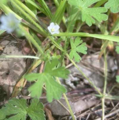 Geranium solanderi var. solanderi (Native Geranium) at Aranda, ACT - 26 Oct 2022 by lbradley