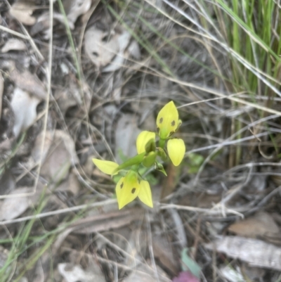 Diuris sulphurea (Tiger Orchid) at Aranda Bushland - 26 Oct 2022 by lbradley