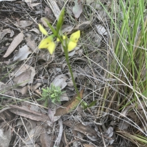 Diuris sulphurea at Cook, ACT - suppressed