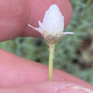 Rhodanthe anthemoides at Kowen, ACT - 26 Oct 2022