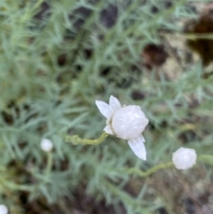 Rhodanthe anthemoides at Kowen, ACT - 26 Oct 2022