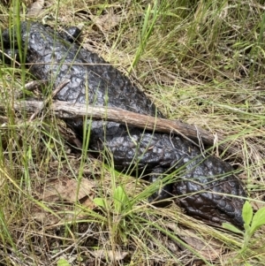 Tiliqua rugosa at Kowen, ACT - 26 Oct 2022