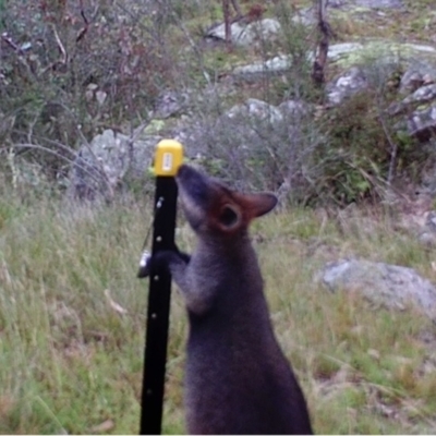 Wallabia bicolor (Swamp Wallaby) at Kambah, ACT - 24 Apr 2022 by MountTaylorParkcareGroup