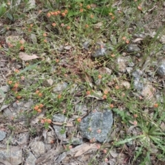 Lysimachia arvensis (Scarlet Pimpernel) at Boorowa, NSW - 15 Oct 2022 by drakes